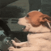 IMG_1480.gif