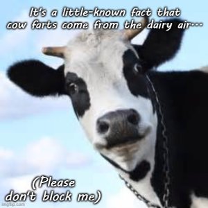 cows.jpg