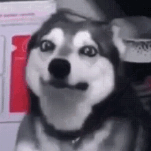 husky-husky-puke-1786612533.gif