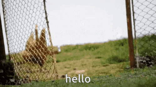 hello-funny-3549881979.gif