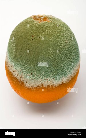 OrangeMold.jpg