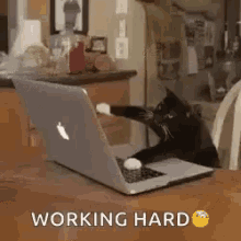 IMG_1969.gif