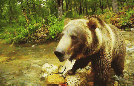Bear.gif