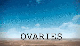 Ovaries.gif