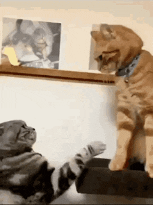 fighting-cat-cat-meme.gif