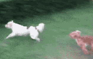 200-2488925509.gif