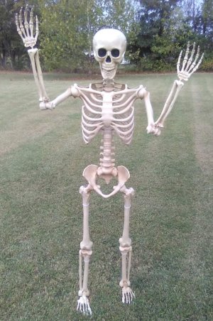 skeleton 2.jpg