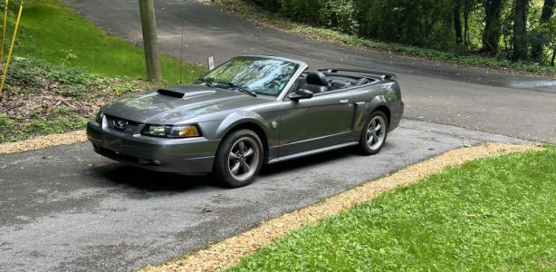 stang.jpeg
