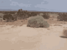 IMG_2294.gif