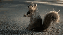 IMG_9109.gif