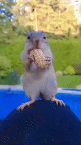 SquirrelNuts.gif
