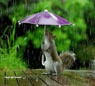 SquirrelStorm.gif