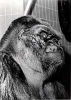 Samson the gorilla.png