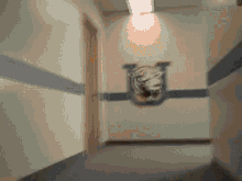 IMG_7563.gif