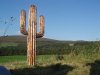Cactus-2.jpg