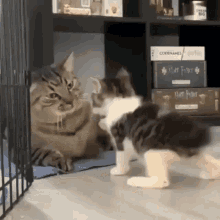 tenor (63).gif