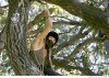 ba_treesitters30133lh.jpg