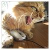 pissedcat.jpg