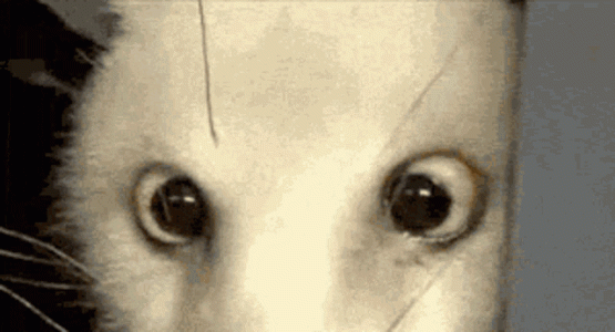 zoom-possum.gif