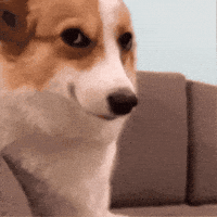 IMG_6162.gif