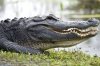 gator.jpg
