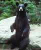 Bear.jpg