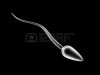 sperm cell.jpg