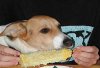 LSU corn dog.jpg