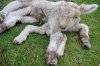 seven-leg-lamb.jpg