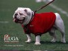 Uga.jpg