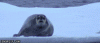 image.gif