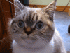 image.gif