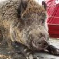WooPigSooie