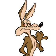Coyote