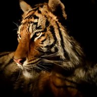 TigerMan