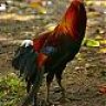 BelligerentChicken