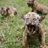 true23tiger