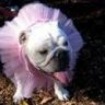 ANTI-DAWG