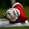 bulldogman
