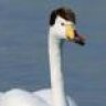 Swan Ronson