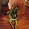 malinoisvol