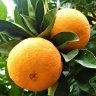 I_Have_Big_Orange_Vols