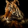 TigerMan