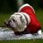 bulldogman