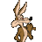 Coyote