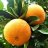 I_Have_Big_Orange_Vols