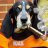 UT Vol Recruiting Fan 🍊