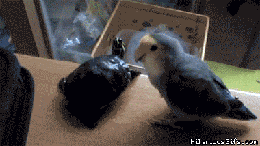 UPTmJ.gif