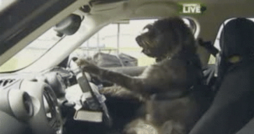Deal_With_It_Dog_Driver.0.gif