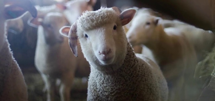 sheep-sound-effect.jpg